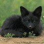 Фото пользователя blackfox82